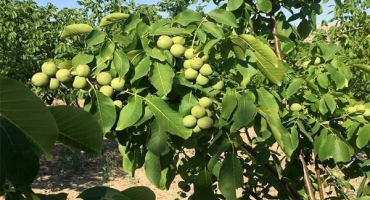 Popis a výnos odrůd ořechu chandler, výsadba a péče